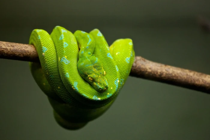 The state of Python Packaging