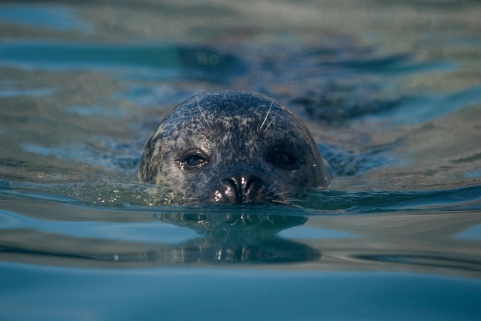 Seal diving deep