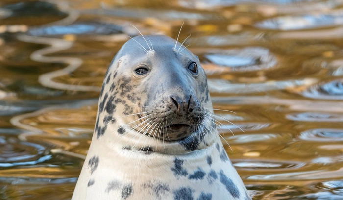 Confused seal