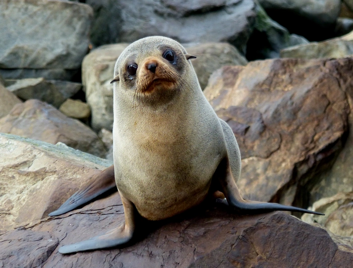 Interested seal