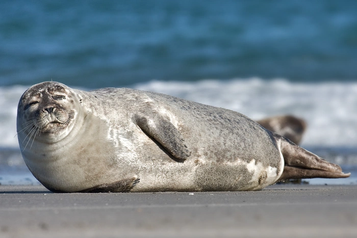 Seal waving goodbye