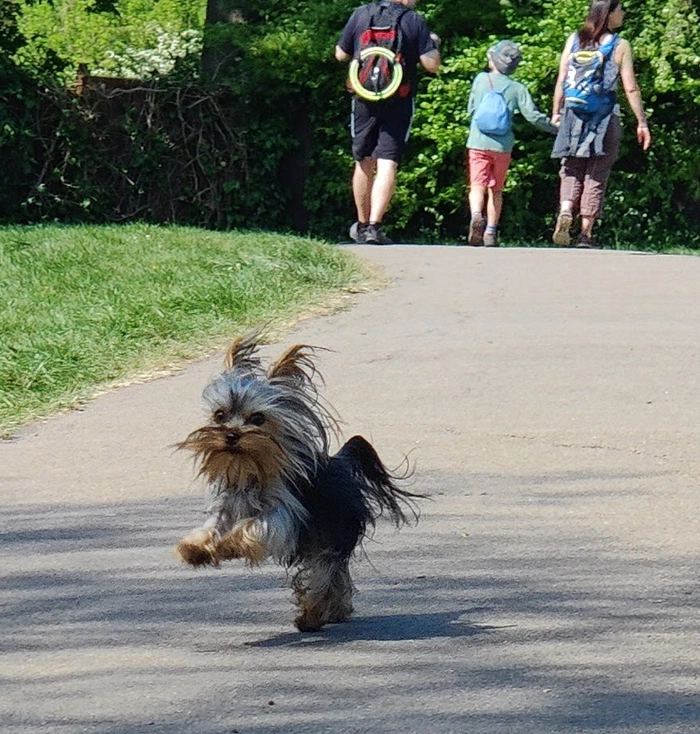 Silky jumping