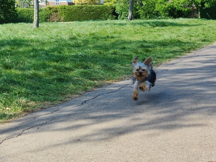 Silky running happily