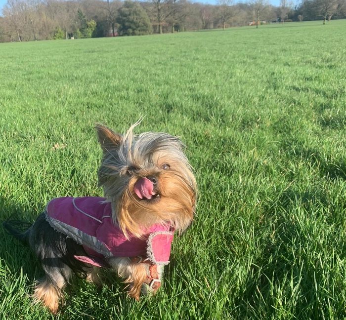 Silky the puppy running