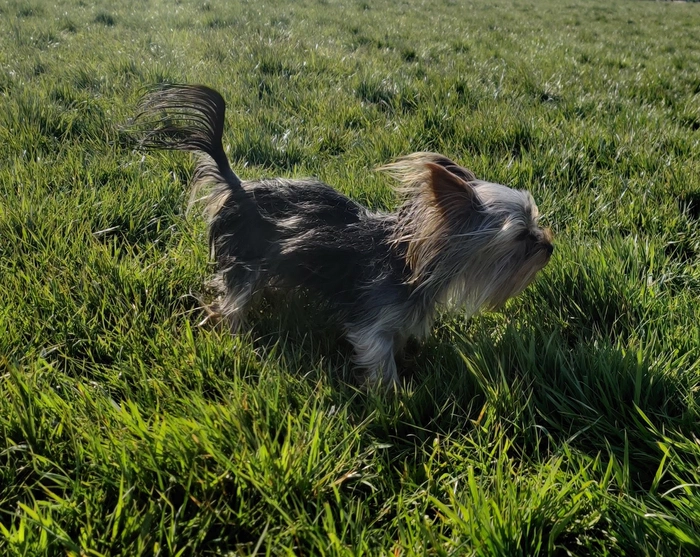 Silky in the wind